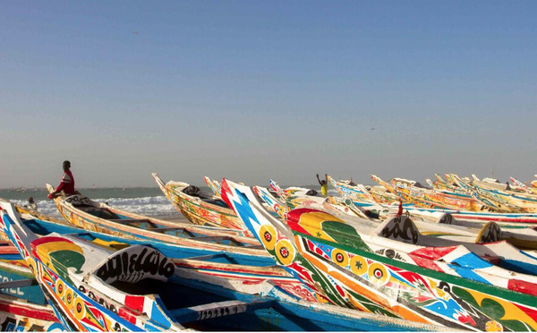 Arrêt biologique en Mauritanie : interdiction de la pêche aux céphalopodes dès le 1er mai