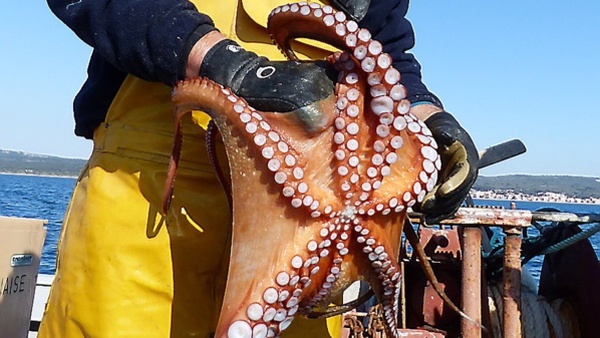 Mauritanie : l’arrêt biologique de la pêche au poulpe prolongé jusqu’au 15 juillet prochain