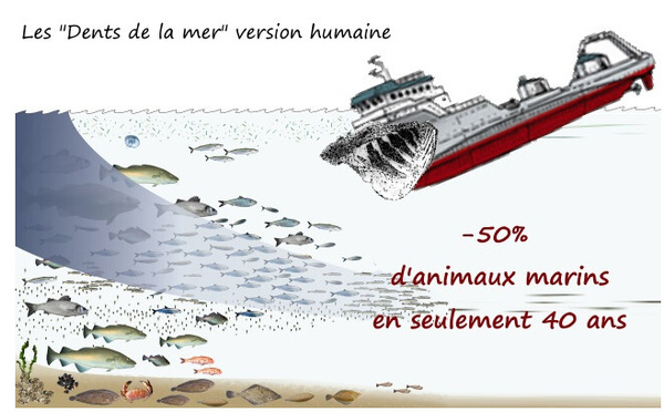 Une députée met en garde contre le recul des stocks de sardines dans les eaux territoriales mauritaniennes