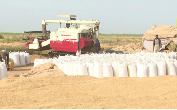 La récolte du riz se poursuit dans la wilaya du Trarza, avec des perspectives prometteuses