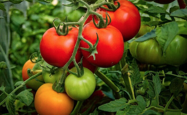 Hausse des prix de tomates : saisie de 4,7 du produit objet de spéculation dans la moughata d’El Mina
